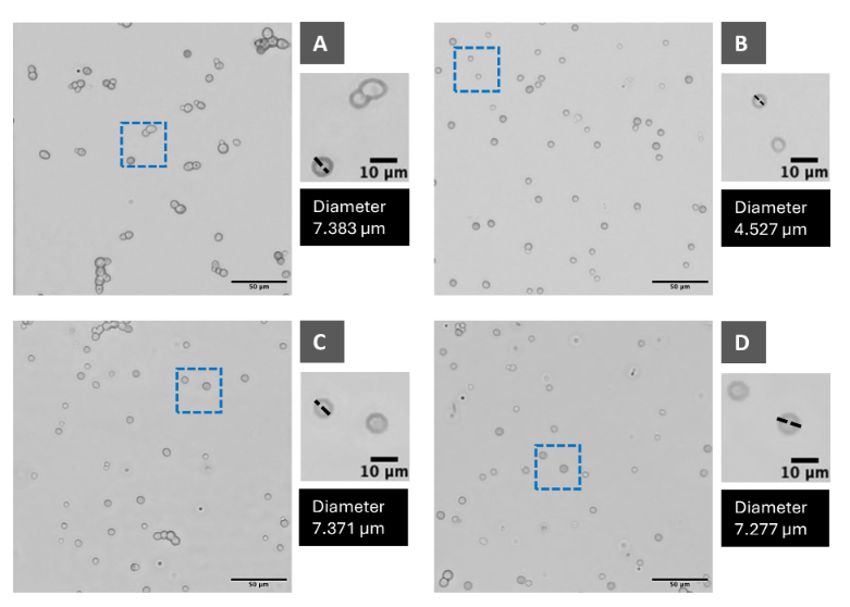 Saccharomyces cerevisiae plays a vital role in brewing, baking &amp; food biotechnology, but its performance declines under high salt conditions typical of industrial fermentations. This #JournalSpectrum article looks to food-grade osmolytes as a solution: asm.social/2Tp