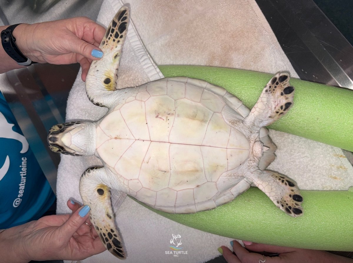 SeaTurtleInc's tweet image. Sea turtles can get stuck in rocks as the waves bring them in while they swim. Angelo was discovered stuck under a rock with his back flippers hanging out. If you find yourself on the jetties, keep an eye out for sea turtles needing help and give us a call at 956.243.4361.