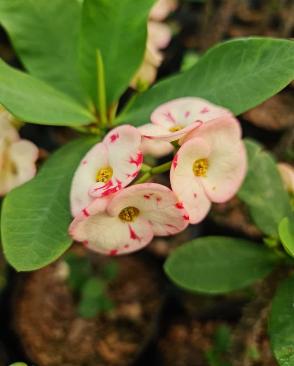 ♠️♡مهاب♡♠️ tweet media