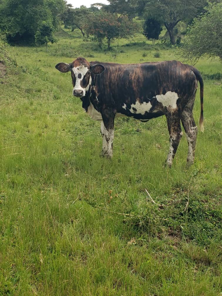 Nathan Mushabe tweet media