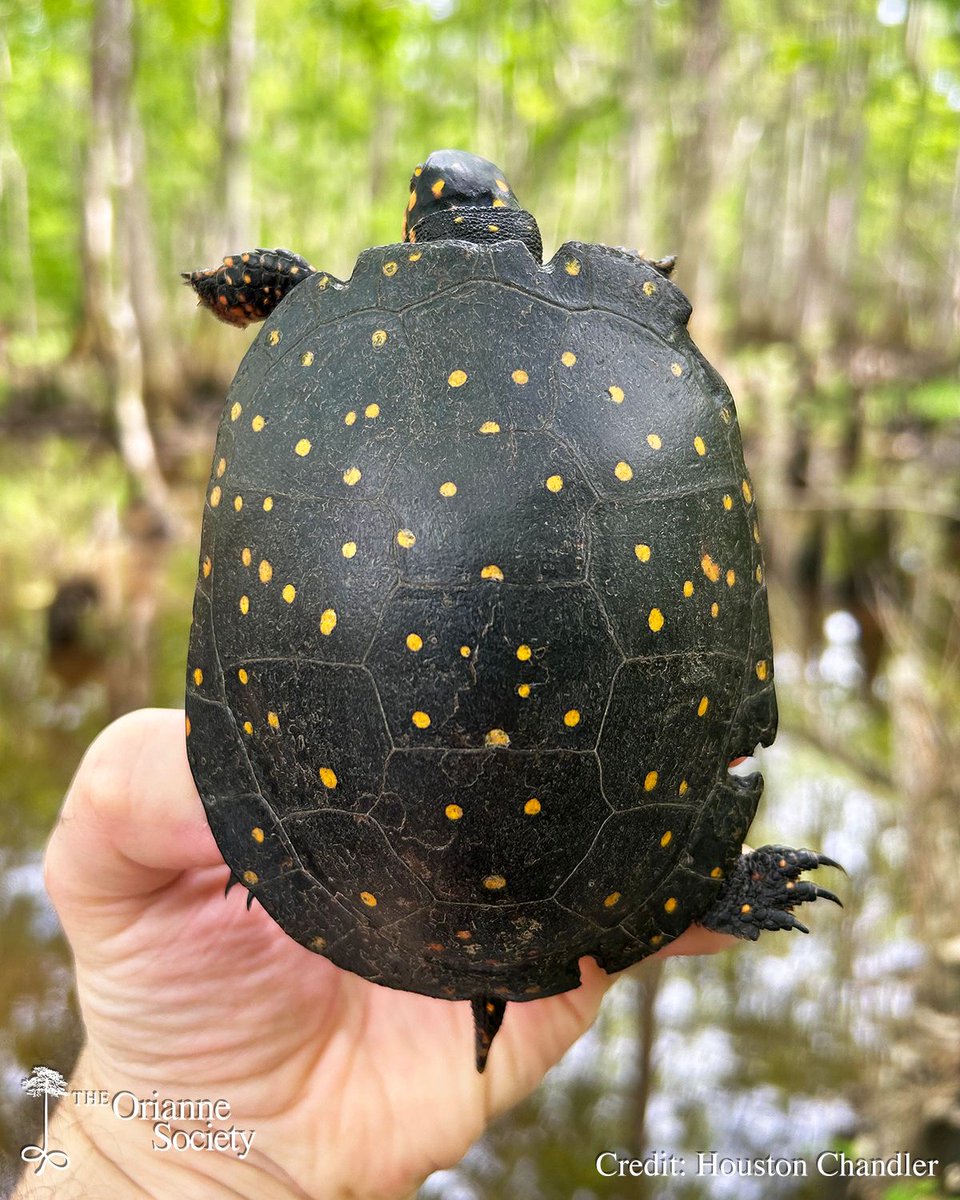 OrianneSociety's tweet photo. We have some exciting #SpottedTurtle news to share! While on a recent survey, Andrea, Emma, and Houston caught two turtles that were originally marked by Dr. Jackie Litzgus in 1999 and 2000! https://t.co/VXyW32E3zt