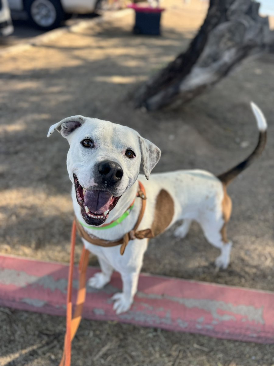 rose_Fahey's tweet photo. @Villgecrazylady Girl, same! I spend any time I can spare walking dogs at the shelter and I love them so much. I pray for MORE homes for these sweet souls. https://t.co/6MLxtiALow