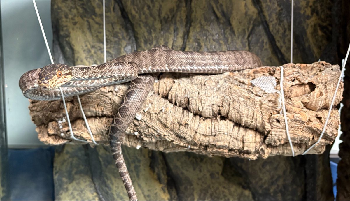 かに🦀 tweet media