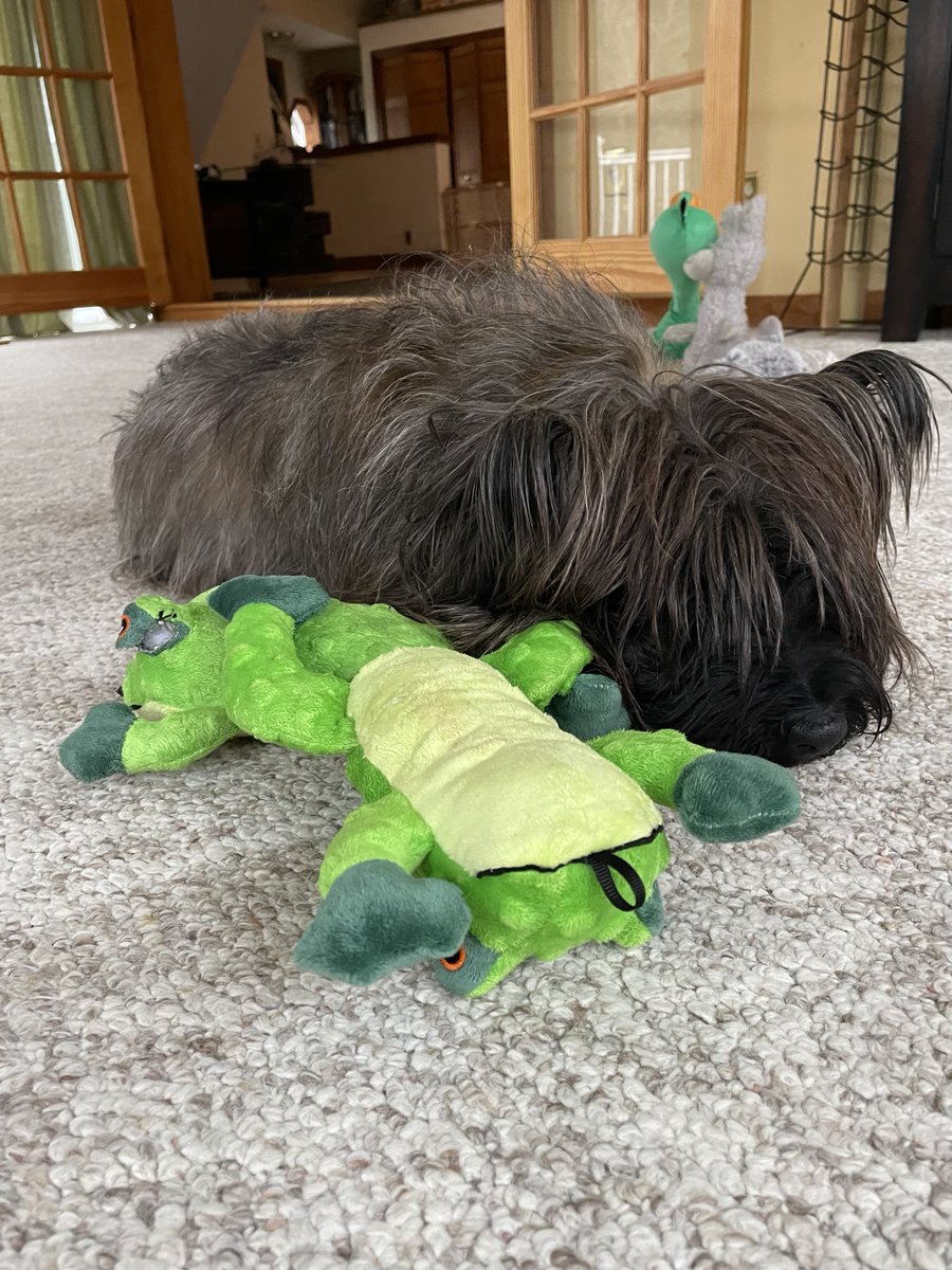 Welly the unstoppable bean machine tweet media