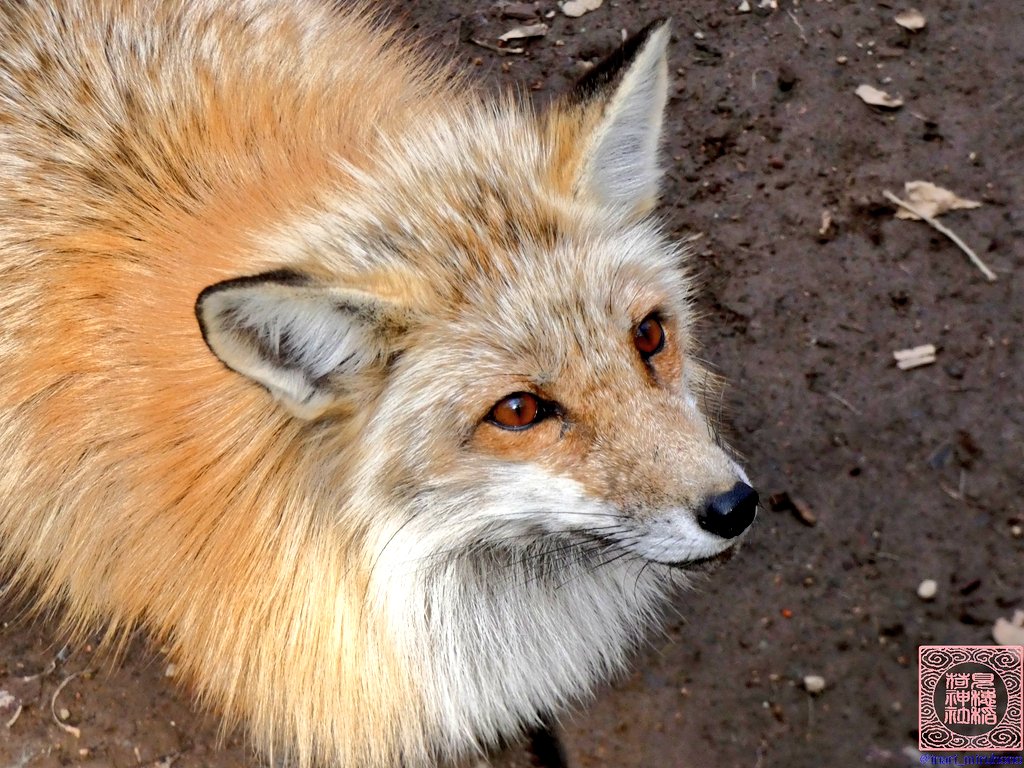 巫狗 （みく）栃木県 ご当地VTuber ご当地応援 tweet media