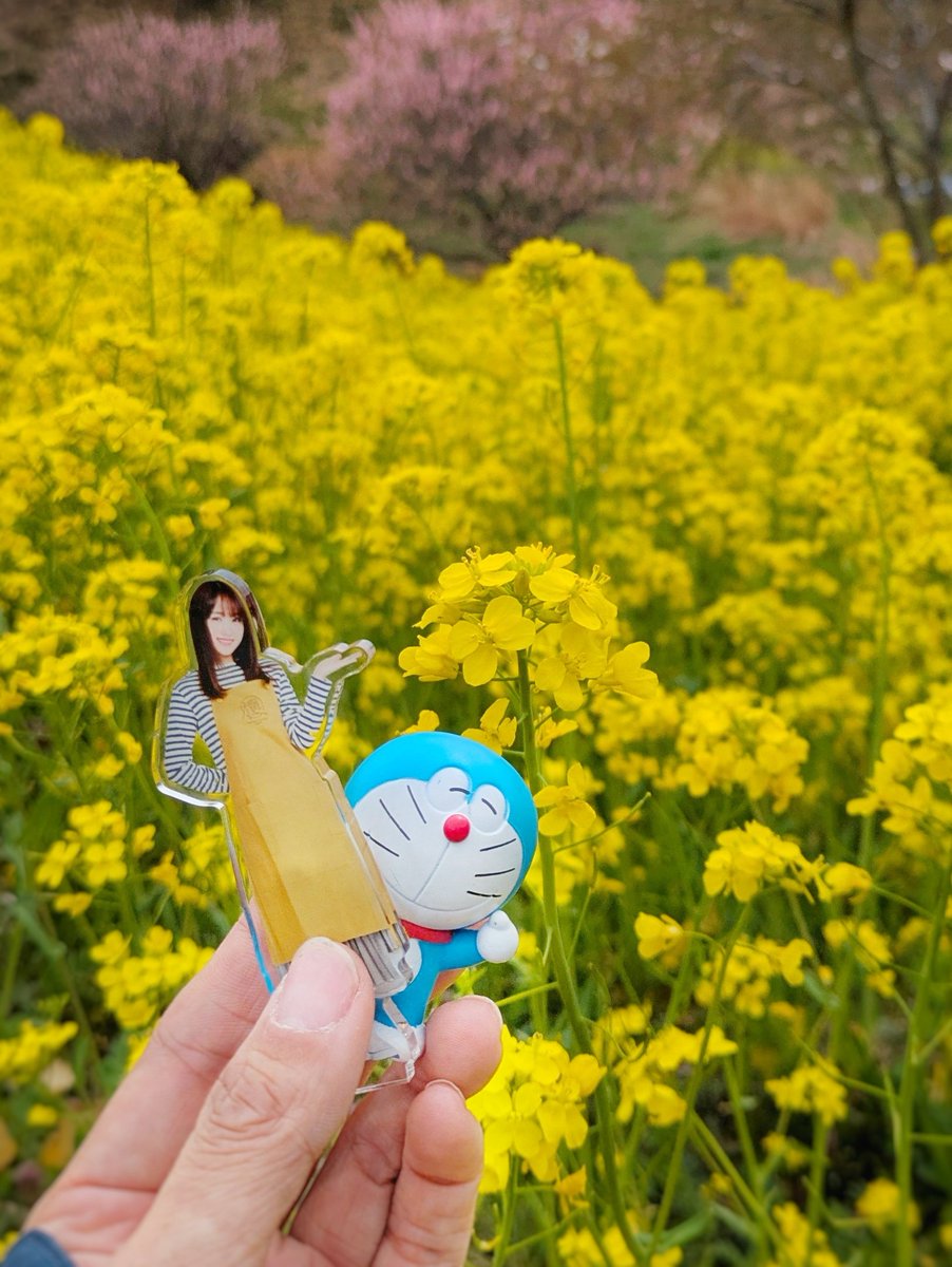 utatane_46_'s tweet photo. ついに今日を迎えましたね
桜色に染まる素晴らしい２日間でありますように
５周年おめでとうございます🌸 https://t.co/1zeAzWyK9s