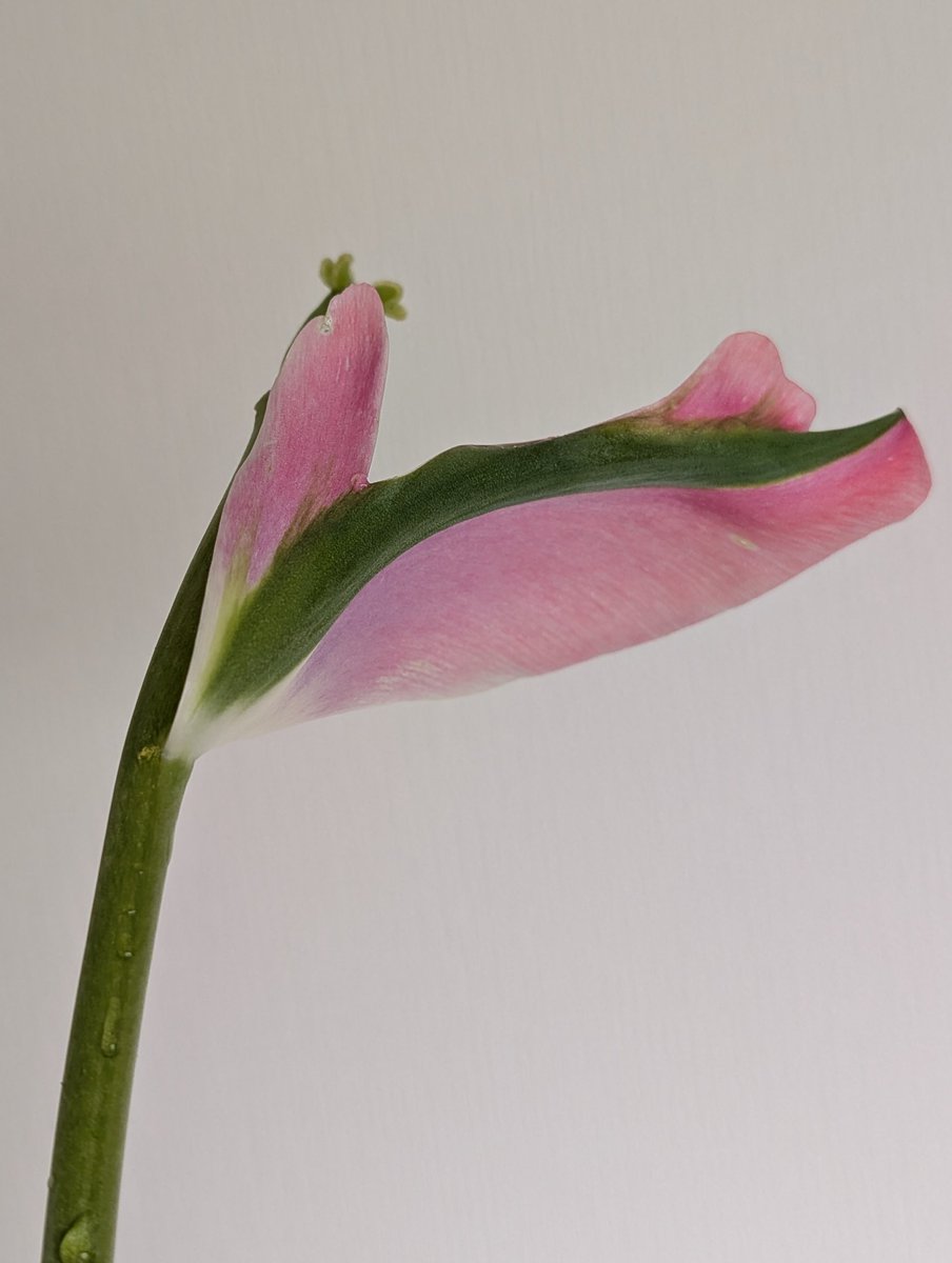 happa🌱 tweet media