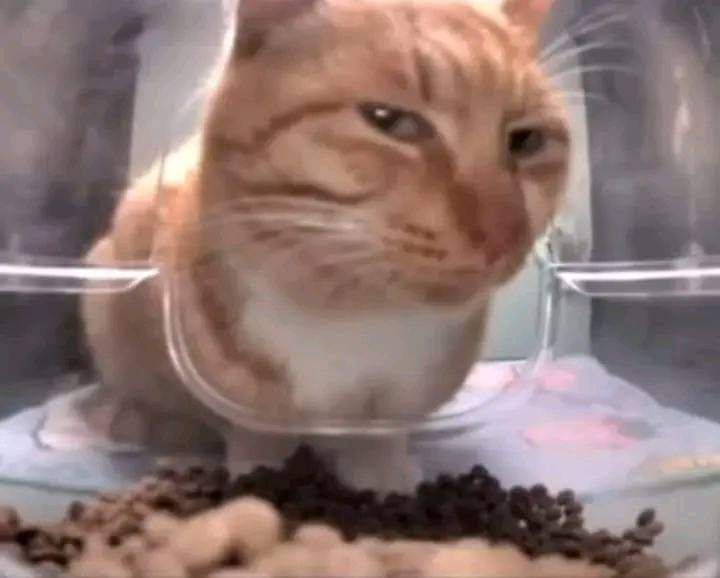 ⊰.☪..Gabs VAI VER O SKZ DE NOVO tweet media