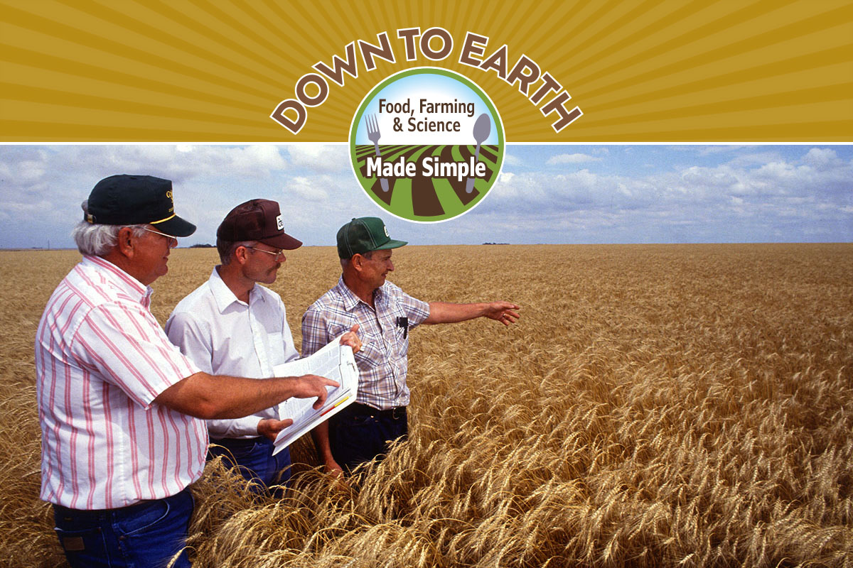 ASA_CSSA_SSSA's tweet photo. How much progress have we made in wheat yields? A 60-year study shows consistent genetic gains in hard winter wheat thanks to dedicated breeding! Modern varieties continue to outperform the past: https://t.co/FmKRJ9VKDe
#WheatYield #AgricultureScience #GeneticImprovement https://t.co/7aHd1hqTum