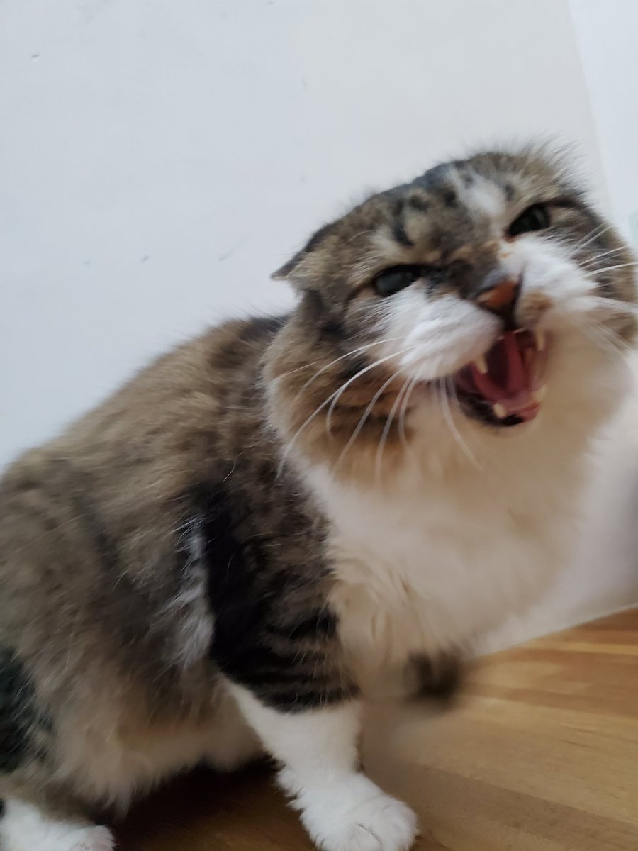 ねこのひと的な(chicory) tweet media