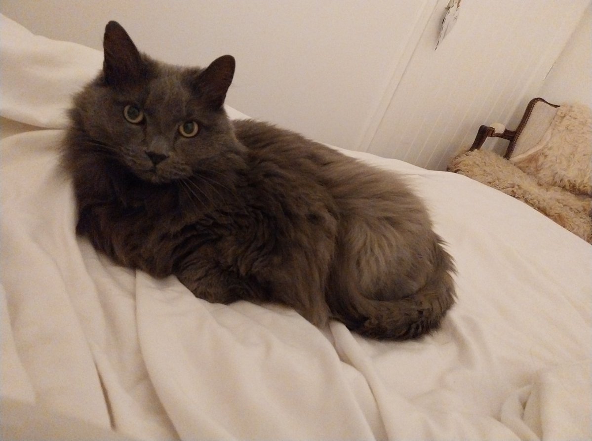 vigipets's tweet image. 🟠 🐱 Chat perdu le 31/03/2026 à Béziers (34500).
Race : Chartreux / Âge : 17 an(s)
grisettte ou grigriiiiiii / Femelle / Identifié(e) : Non

☎️ 0689248865
📧  caterik.ravidat@orange.fr

#chatperdu #chattrouve #chat #perdu #trouve