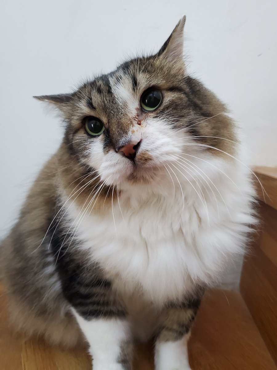 ねこのひと的な(chicory) tweet media