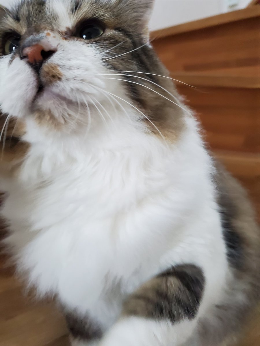 ねこのひと的な(chicory) tweet media