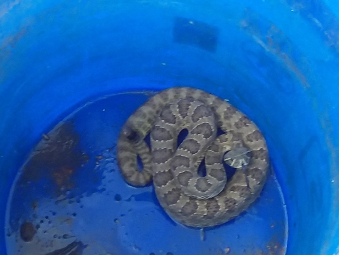 I'm Kat - abqkat ✌💙🎶 tweet media