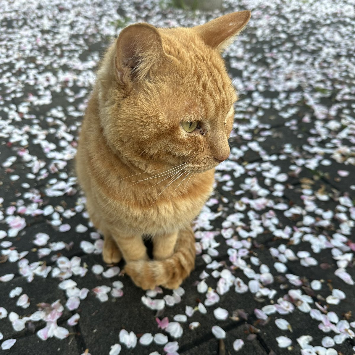 しょーけん tweet media