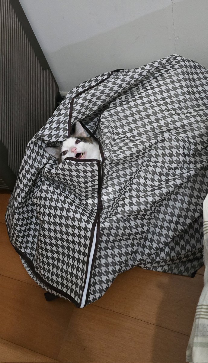 vickspagiari's tweet photo. Achei um gatinho https://t.co/7E39IZHLeu