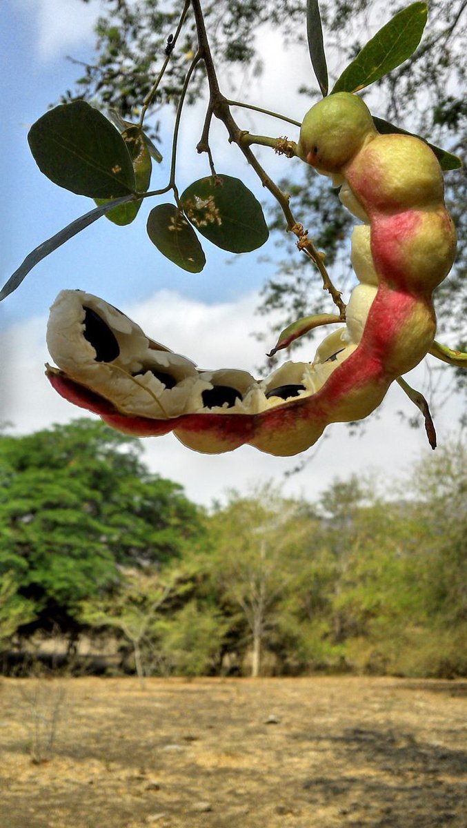 Williams tweet media