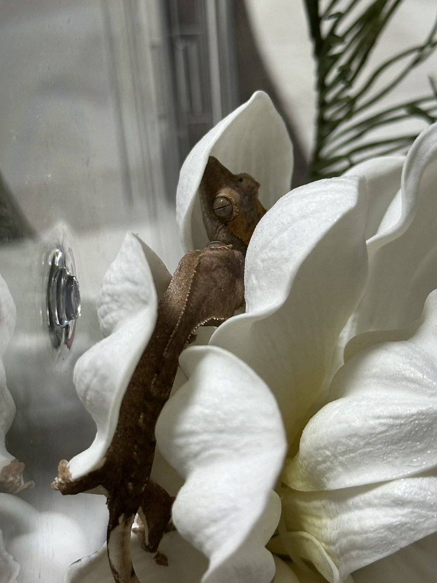 JJ201380284's tweet image. まだまだおチビでお花の中にいる。

昨夜はくっついて傘の上に☺️
#クレステッドゲッコー
#Ray
#Poe