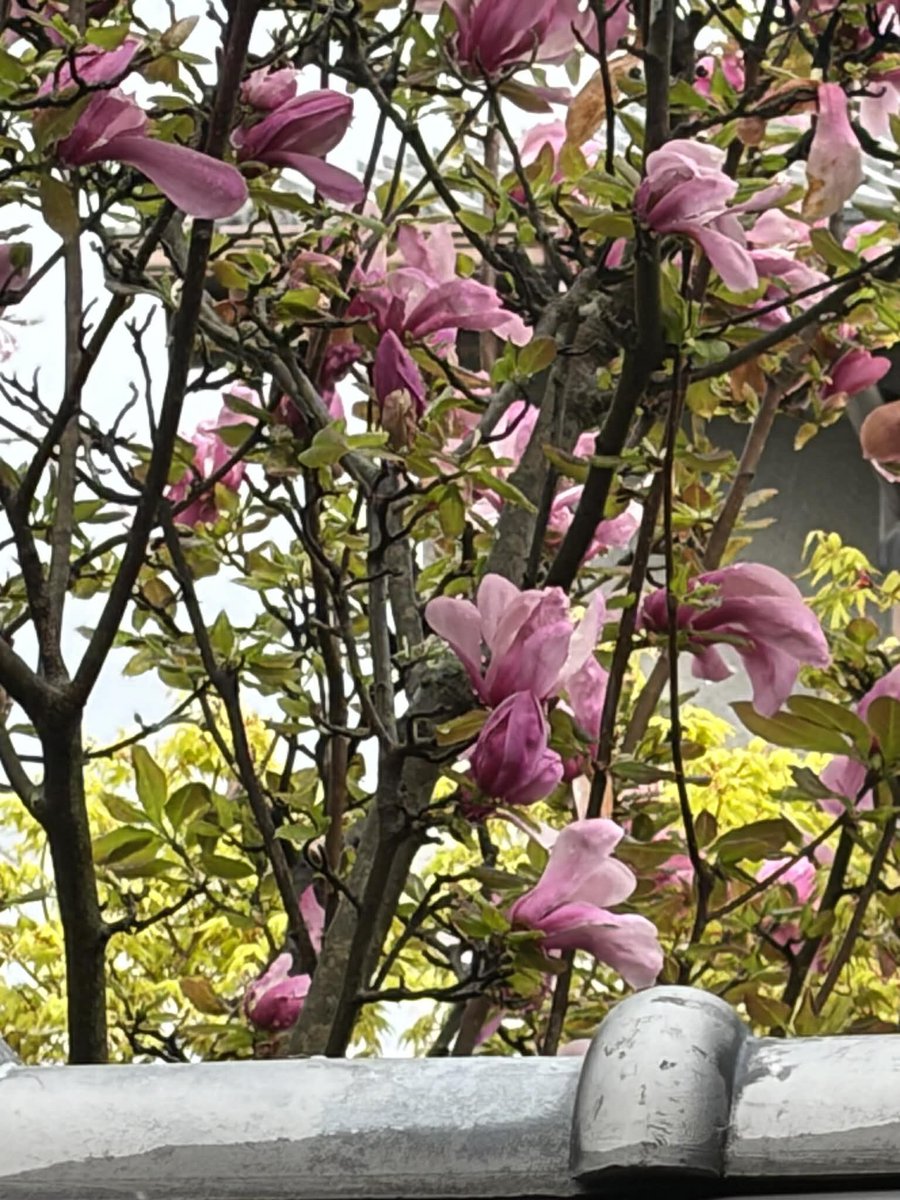 #大本山妙蓮寺
#京都妙蓮寺
#西陣妙蓮寺
#本門法華宗
#本門法華宗大本山妙蓮寺
#daihonzan_myorenji
#花の寺
#御会式桜
#酔芙蓉
#芙蓉
#カンアヤメ
#妙蓮寺椿
#藤棚
#ツツジ
#イチハツ
#金木犀
#長谷川等伯
#本阿弥光悦
#銀木犀
#十六羅漢石庭
#四季の襖絵
#山野草
#サツキ
#彼岸花
#ススキ
#萩