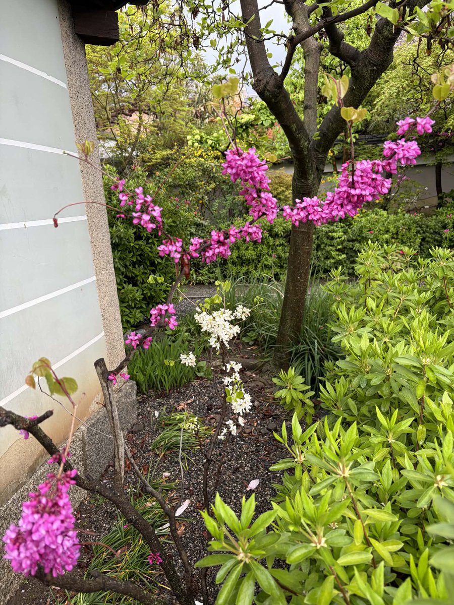 #大本山妙蓮寺
#京都妙蓮寺
#西陣妙蓮寺
#本門法華宗
#本門法華宗大本山妙蓮寺
#daihonzan_myorenji
#花の寺
#御会式桜
#酔芙蓉
#芙蓉
#カンアヤメ
#妙蓮寺椿
#藤棚
#ツツジ
#イチハツ
#金木犀
#長谷川等伯
#本阿弥光悦
#銀木犀
#十六羅漢石庭
#四季の襖絵
#山野草
#サツキ
#彼岸花
#ススキ
#萩