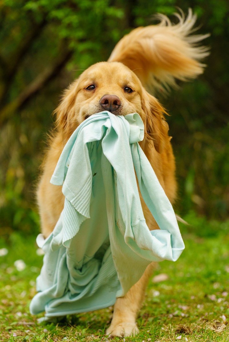 ブラン👨🦮 tweet media