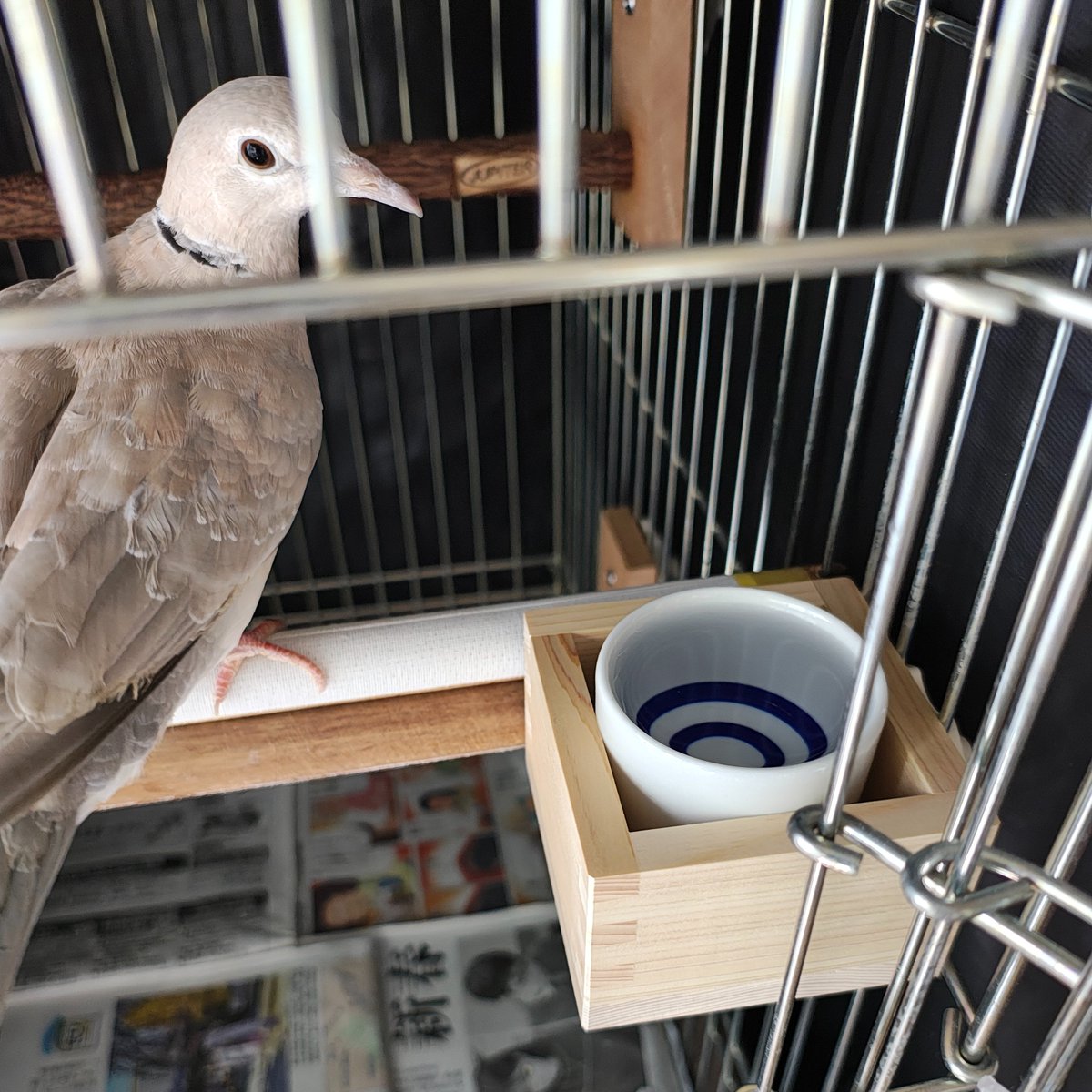 とらぽこ・おはむ🐯🐹🐹𓅰 tweet media