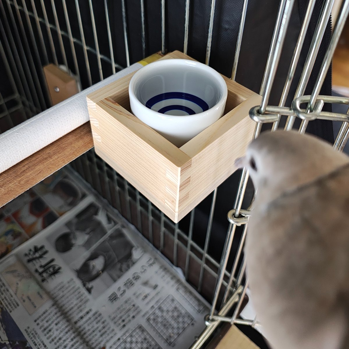 とらぽこ・おはむ🐯🐹🐹𓅰 tweet media