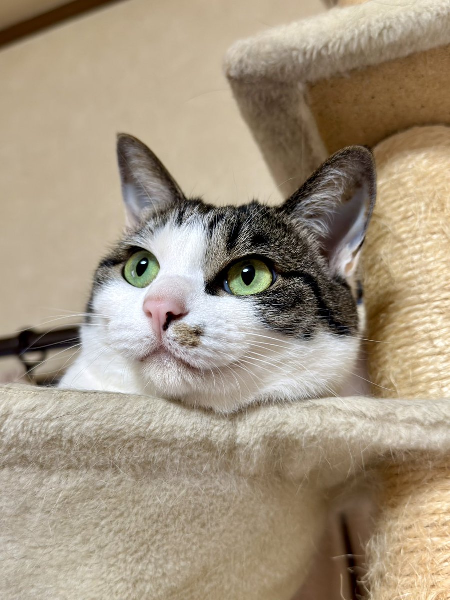 よもぎあんモナカ🫘🍨 tweet media