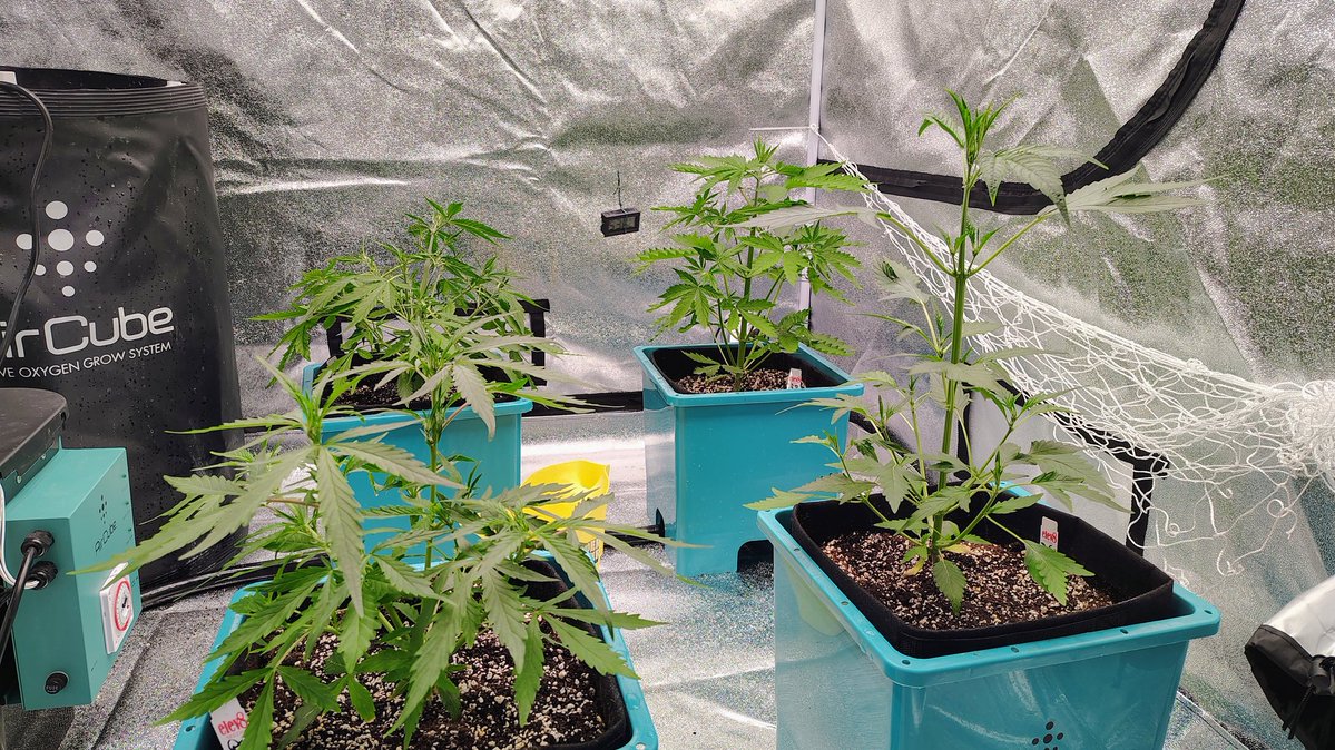 VirginiaGrownExotics tweet media