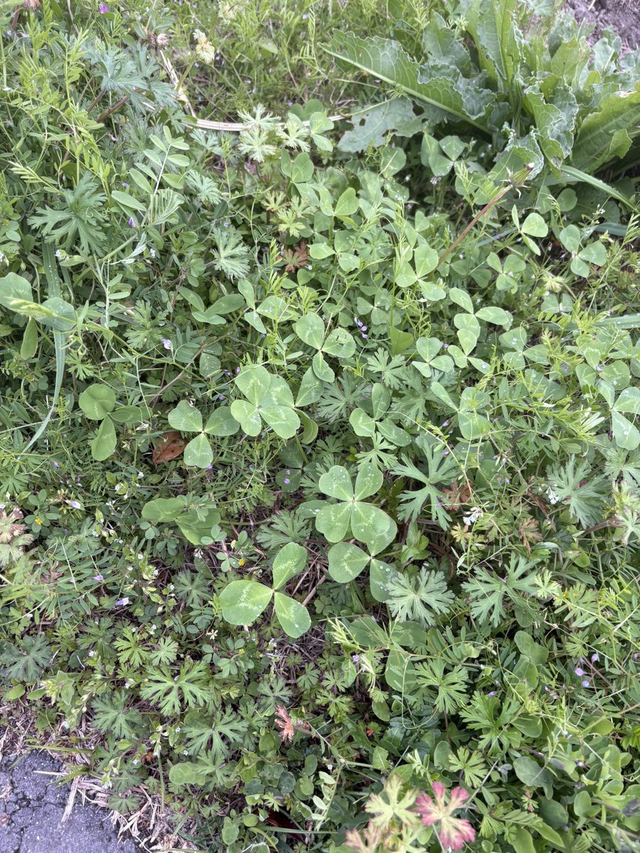 ぱっちゃん tweet media