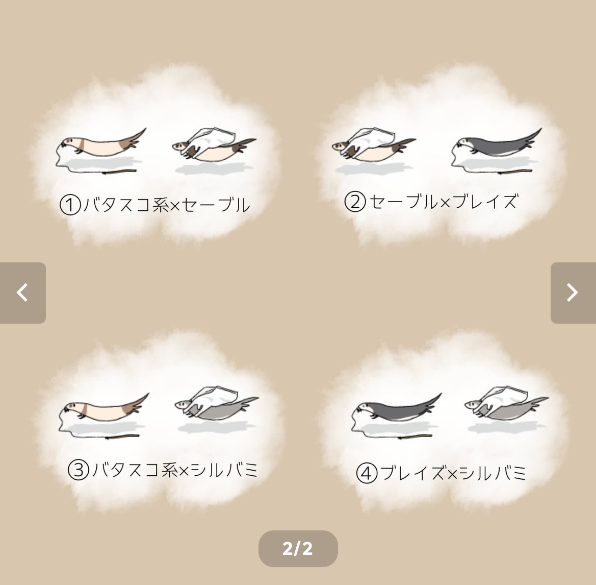 かな@5/10アニマルEXPO2026【Chubby Ferret】 tweet media