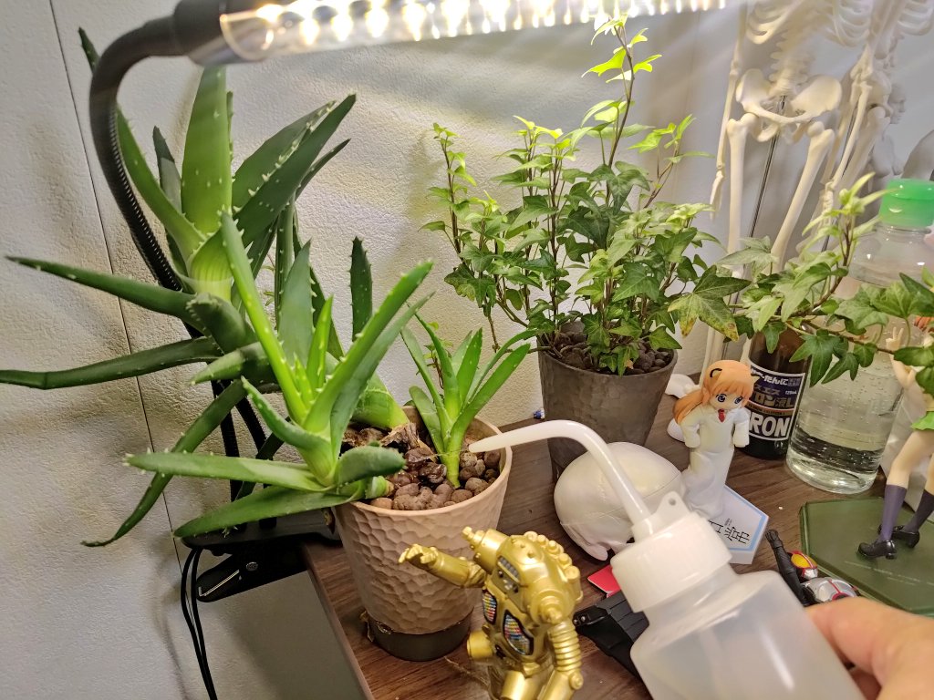 だるやま Daruyama だるお Daruo tweet media