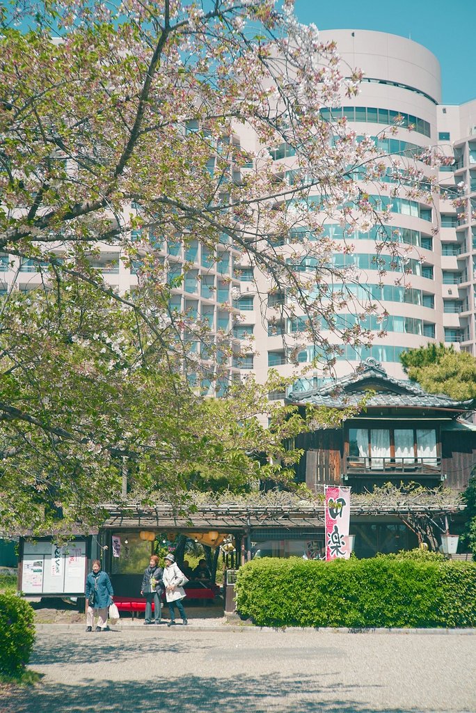 kujisan73's tweet image. 爽やかな見頃過ぎの桜🌸

4月8日、愛知県名古屋市
鶴舞公園にて

全部縦写真、タップしてね

α7III＋日本光学 Nikkor 5cm f1.4 5005（1950）

#オールドレンズ
#oldlens