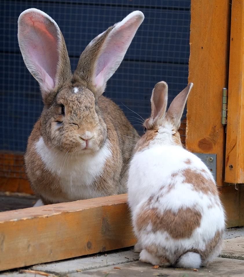 Bunnies (@bunnies) on Twitter photo 