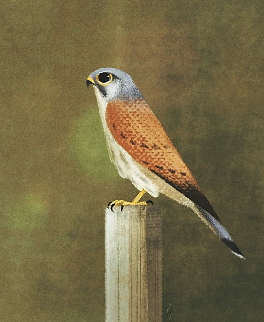 Skia𓅃 tweet media