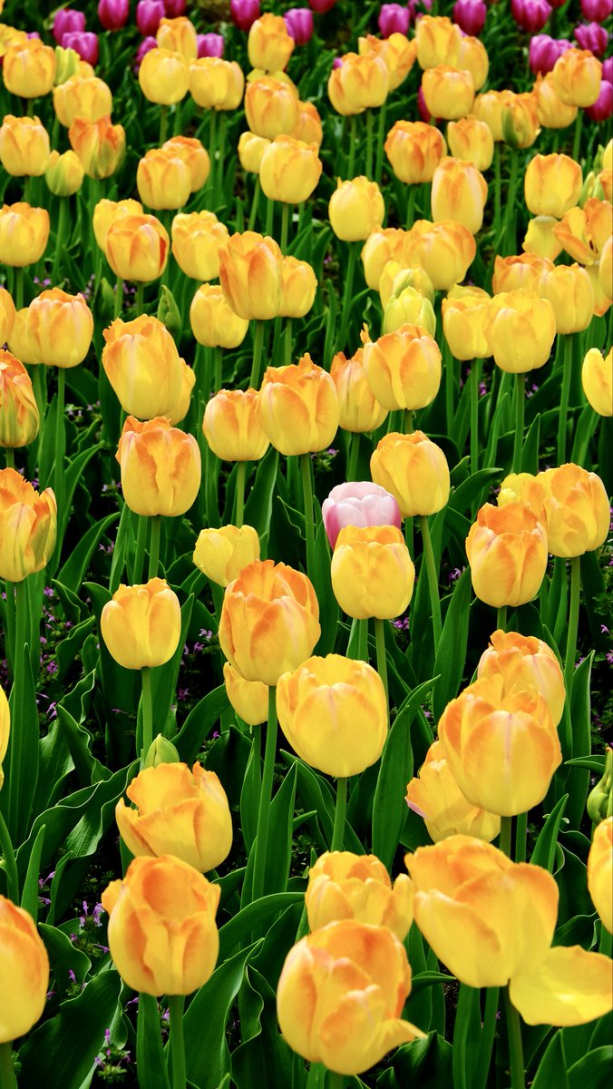 向日葵の小さな旅 tweet media