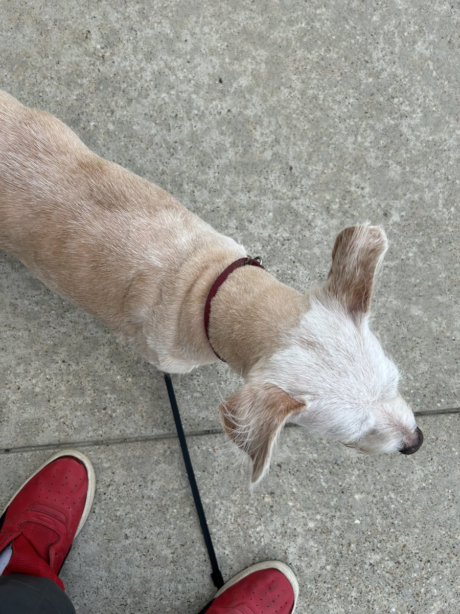 DChenevert51's tweet photo. With very sad heart I am here announce the passing of my very bossy puppy Bella September 10 2012 - April 10 2026 https://t.co/RQLX6PSYL3