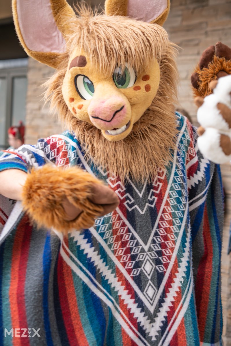 Carth the Llama tweet media