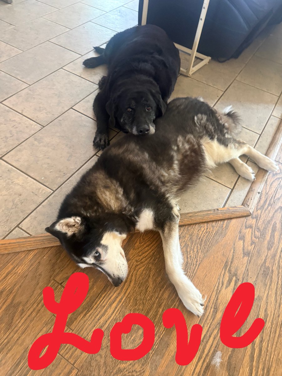 PepitaCorona's tweet image. Siblings #bondedlove even though Frida wasn’t 2 friendly at last she’s the Queen Mother 😂 &amp;amp; Ragnar his Consigliere 💪🏾😂 #doglovers #huskylove #blacklabrador #dogslove Both are beginning to feel tha struggles of age 🥹😞 #lovemydogs #dogsarefamily @ok32650586 @DogsLoversBlog
