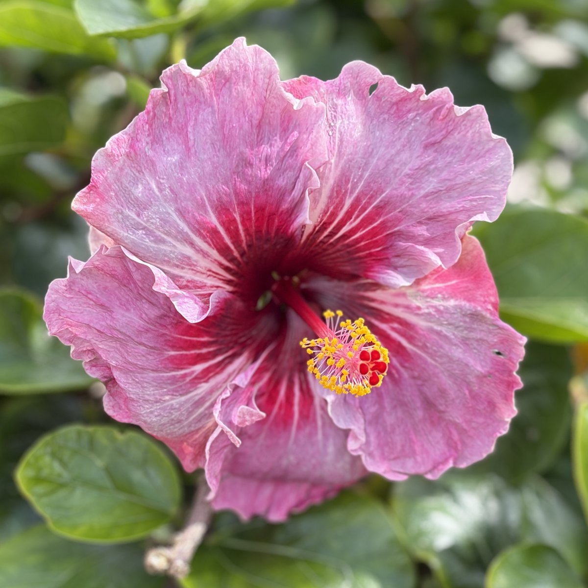 Petrina Blakely tweet media