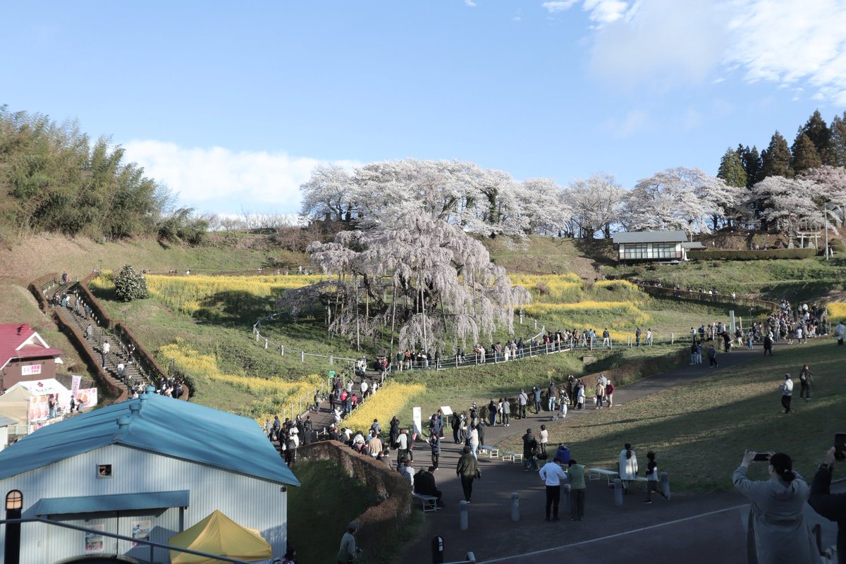三春まちづくり公社 観光部（三春滝桜） tweet media