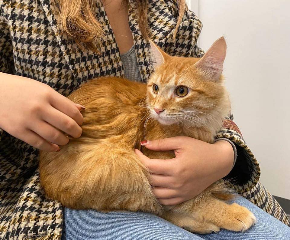 nbhzah14_hgkjfo's tweet image. Fidget grew big and strong, and while his sister and brother were close, Fidget preferred to keep to himself. Sweet kitty was shy, he took his time to warm up to a new person. We knew that someone special would have to be very patient with our little boy.