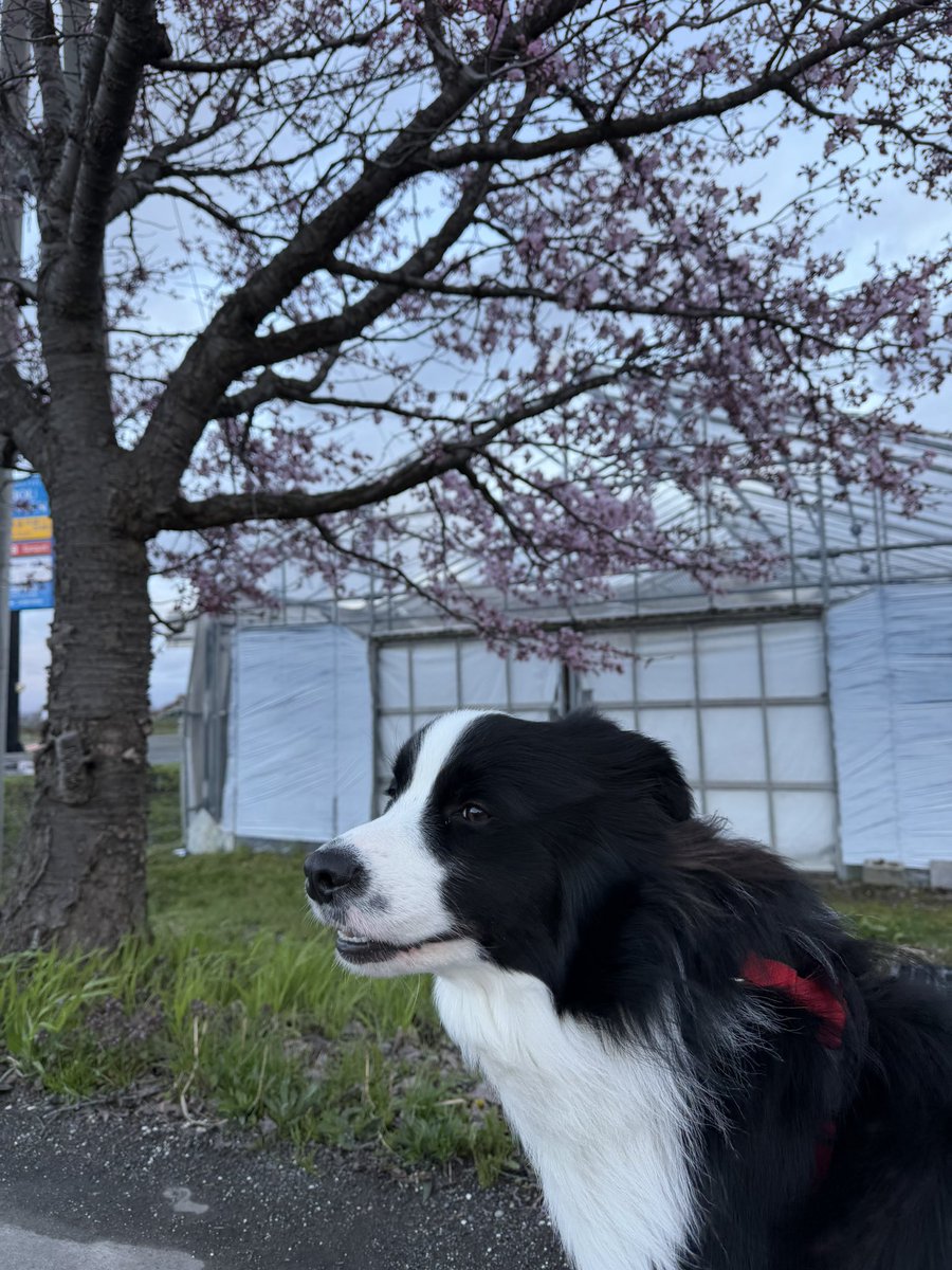IFukuya's tweet photo. 朝ん歩でさくら🌸が咲いてた‼️
梅も咲いてた‼️
葵くん地方は梅と桜が一緒に咲くんだよー
日本一の🌸の公園は昨日開花宣言してお祭りがはじまったよー
みんなきてねー https://t.co/u5R5PMHqLg