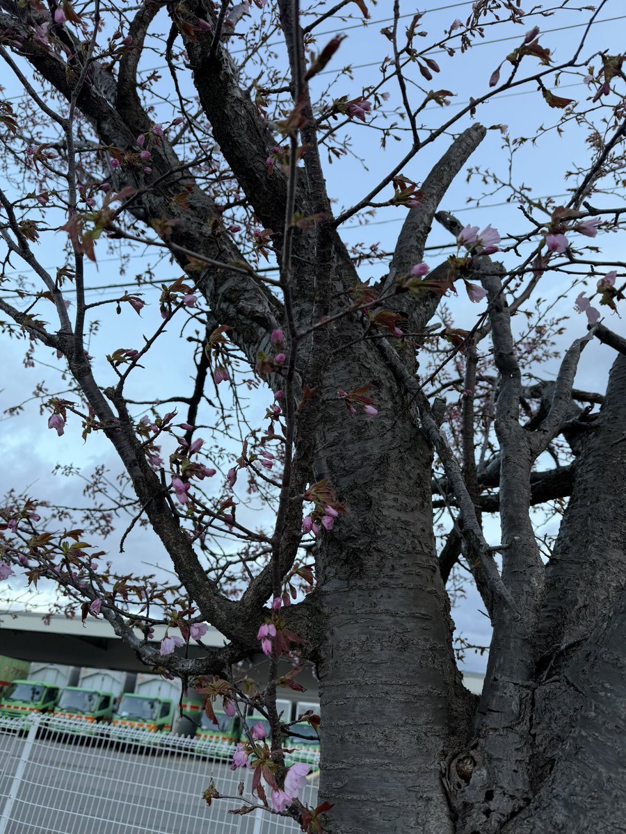 IFukuya's tweet photo. 朝ん歩でさくら🌸が咲いてた‼️
梅も咲いてた‼️
葵くん地方は梅と桜が一緒に咲くんだよー
日本一の🌸の公園は昨日開花宣言してお祭りがはじまったよー
みんなきてねー https://t.co/u5R5PMHqLg