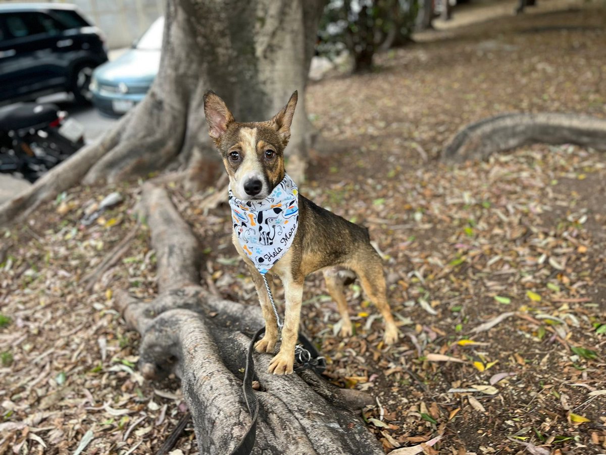 𝙷𝚎𝚕𝚊 𝙼𝚘𝚛𝚎 🐶 tweet media