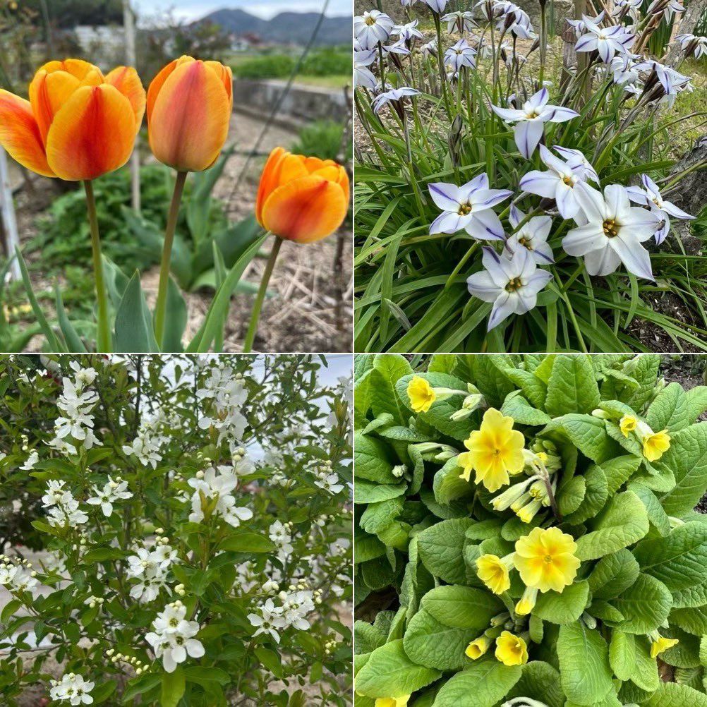 rosemama tweet media