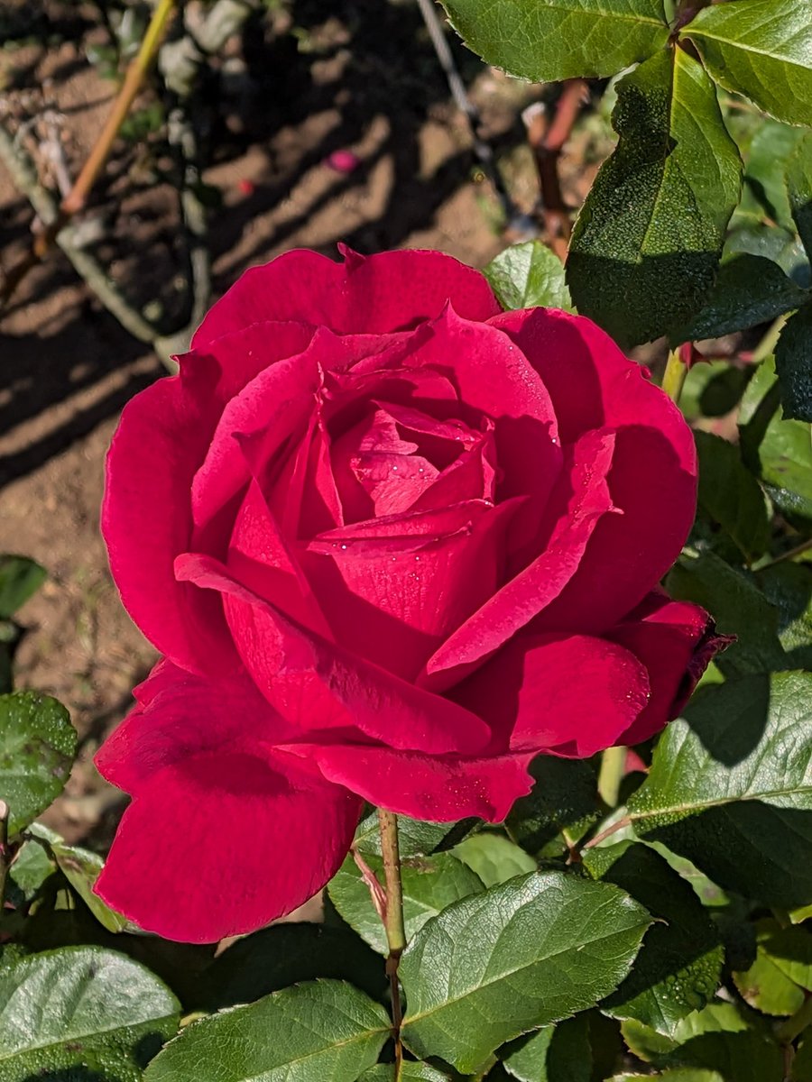 あっち tweet media