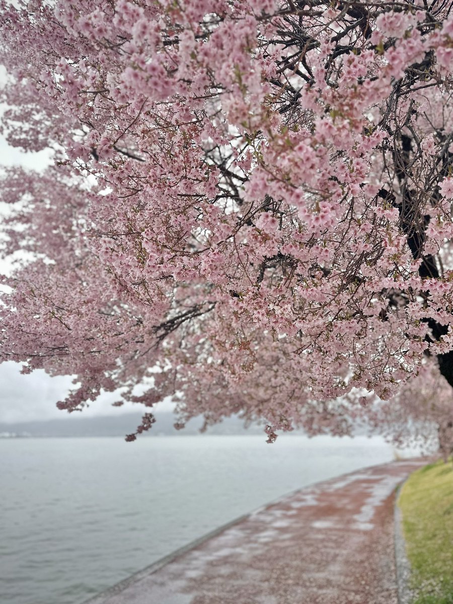 tamamiazuma 🫕 cocciorino (土鍋コッチョリーノ) tweet media