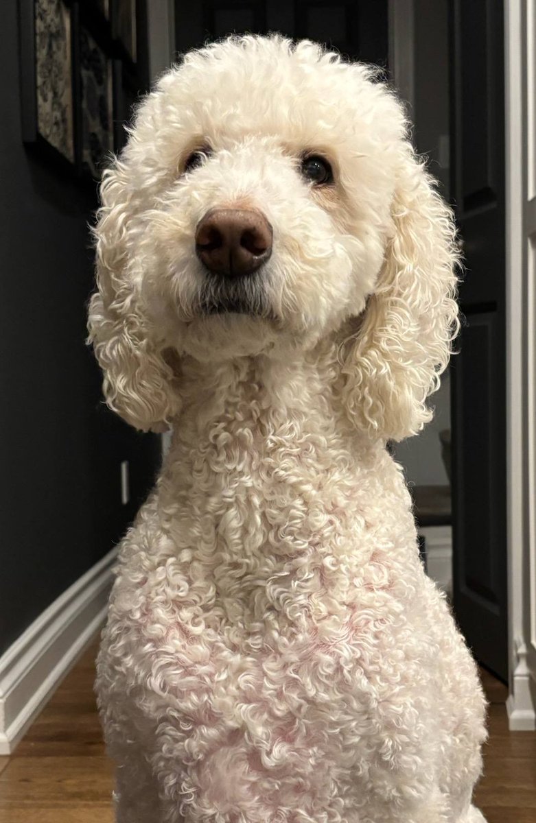 DoodleNessa's tweet image. Today I growled at my humom...
there was a pizza crust in the mulberry tree, + I was hungry.
Mom chased me until she caught me.
I growled as she got close.
She grabbed the crust out of my mouth + put it in the bin...
Who does that?
#WasteNotWantNot