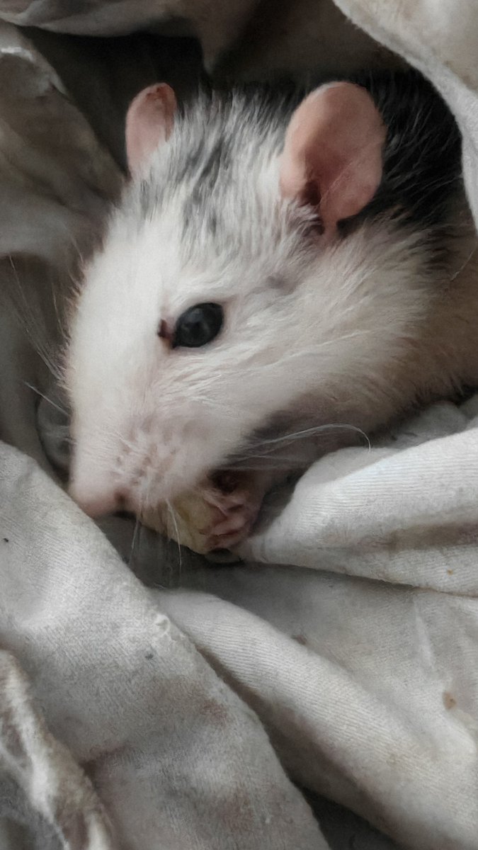 Zoe Fox ♄⛧✡️ tweet media